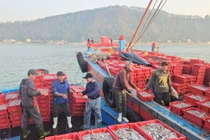 Mở biển thắng lớn, ngư dân Cửa Lò đón mùa cá cơm bội thu