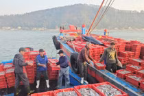 Mở biển thắng lớn, ngư dân Cửa Lò đón mùa cá cơm bội thu