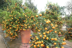 Quất cảnh sau Tết, khi nào thì được dùng pha nước chấm, ngâm đường?