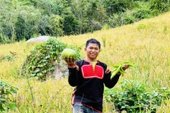 Giám đốc 9X Kpă Séo, 'kỹ sư chân đất' và doanh thu tỷ đồng từ vùng đất khó