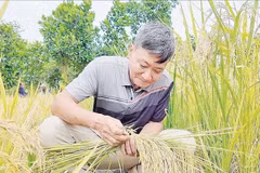 'Nhà khoa học nông dân' tạo giống nếp thơm được cấp bằng bảo hộ giống