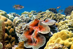 Loài sò khổng lồ nặng 300kg, giá đắt đỏ gây choáng