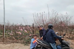 Sai lầm khi trưng đào ngày Tết khiến hoa nhanh tàn, cây suy kiệt