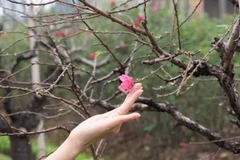 Chuyên gia tư vấn kỹ thuật điều khiển hoa đào nở đúng Tết