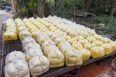 Riềng xay trộn Vàng O độc hại thế nào?