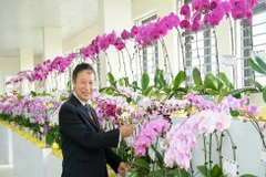 Bí quyết chăm lan hồ điệp tươi suốt Tết, bung hoa rực rỡ năm sau