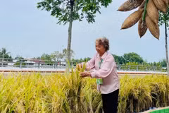 PGS.TS Nguyễn Thị Trâm: Chuyện chưa kể phía sau giống lúa 'nửa giải Nobel'