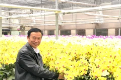 Chọn lan hồ điệp chơi Tết bền đẹp, chuyên gia mách nhìn 4 điểm quan trọng