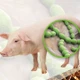 Bộ Y tế chỉ đạo tăng cường phòng, chống bệnh liên cầu lợn sang người