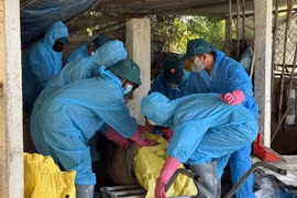 Chính quyền nói gì vụ đóng tiền mới được tiêu hủy lợn chết vì bệnh?