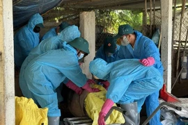 Chính quyền nói gì vụ đóng tiền mới được tiêu hủy lợn chết vì bệnh?