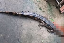 Người nuôi cá sấu bị phạt hơn 300 triệu đồng sau vụ sổng chuồng 