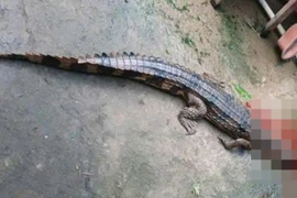 Người nuôi cá sấu bị phạt hơn 300 triệu đồng sau vụ sổng chuồng 