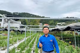 Thạc sĩ 9X biến cây hoàng đàn tuyết thành cơ hội khởi nghiệp