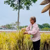 PGS.TS Nguyễn Thị Trâm: Chuyện chưa kể phía sau giống lúa 'nửa giải Nobel'