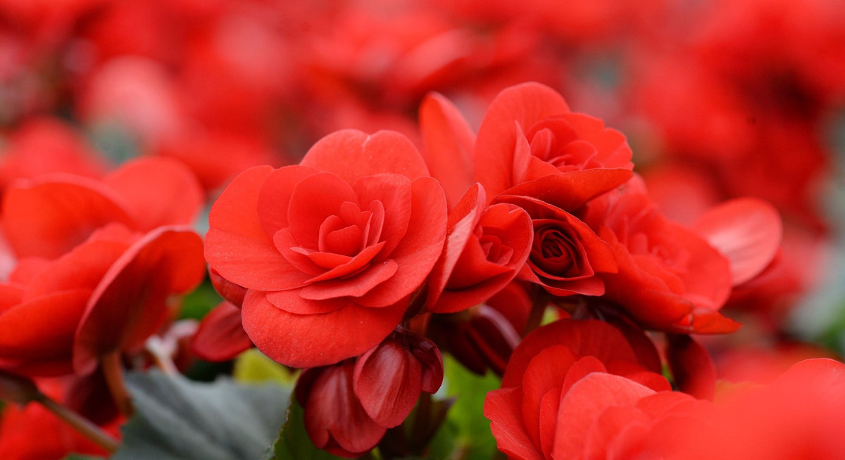 Cây cảnh thu hải đường thích ánh sáng khuếch tán, sáng sủa nhưng không chịu được ánh nắng trực tiếp.