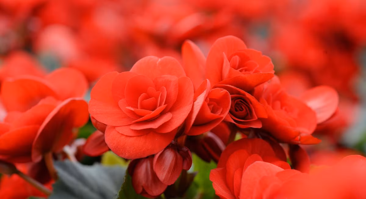 Cây cảnh thu hải đường thích ánh sáng khuếch tán, sáng sủa nhưng không chịu được ánh nắng trực tiếp.