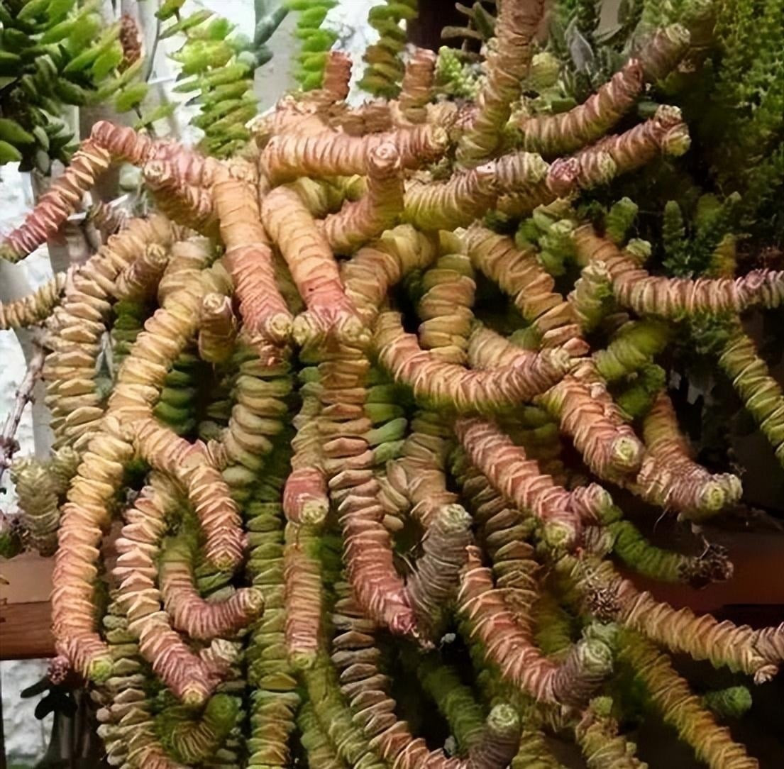 6. Sen đá chuỗi tiền: Sen đá chuỗi tiền có thân và lá xếp chồng như những đồng xu cổ, tạo hình độc đáo và bắt mắt. Nhiều người tin rằng trồng cây này trong nhà sẽ mang lại may mắn và tiền tài.