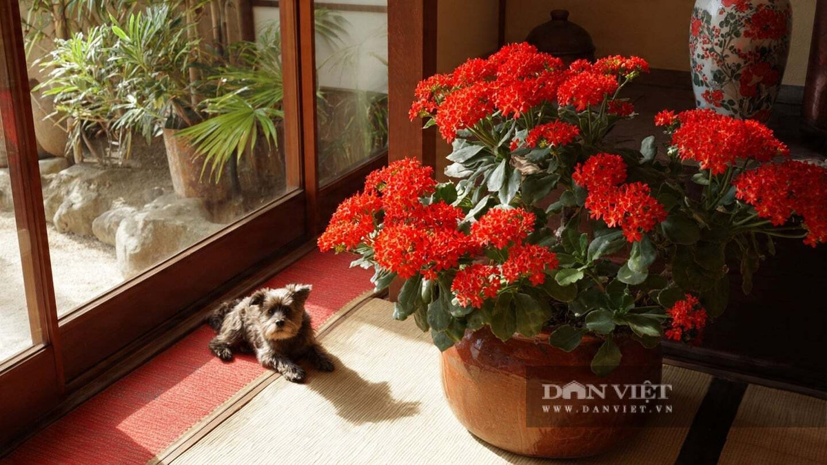 Điểm đặc biệt của sống đời là khả năng giải phóng oxy vào ban đêm, giúp cải thiện chất lượng không khí trong phòng ngủ và hỗ trợ giấc ngủ ngon hơn.