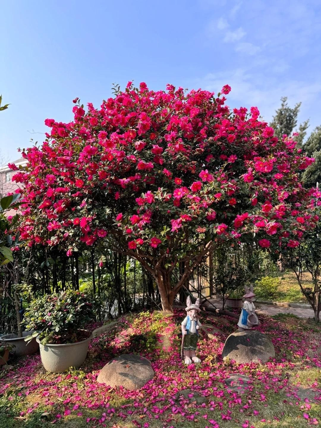 Những gốc hoa trà cổ thụ có thể sống hàng trăm năm, gắn bó với nhiều thế hệ trong gia đình. Cây càng già, hoa càng sai, cành lá càng sum suê, tạo nên vẻ đẹp rực rỡ khiến ai nhìn cũng say mê.