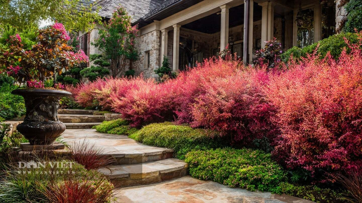 View - Vì sao nam thiên trúc là cây số 1 trong phong thủy nhà ở? | Báo Tri thức và Cuộc sống - TIN TỨC PHỔ BIẾN KIẾN THỨC 24H