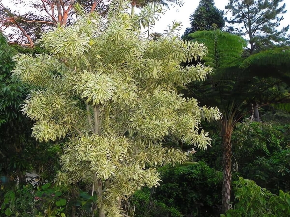 Điểm đặc biệt khiến cây cảnh này “hot” là những chiếc lá xanh đậm xen kẽ viền vàng óng, dưới nắng lại càng tỏa sáng rực rỡ.