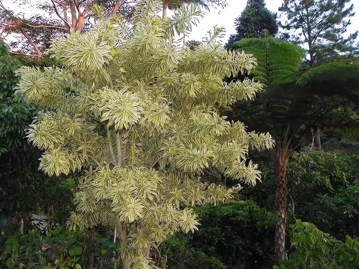 Điểm đặc biệt khiến cây cảnh này “hot” là những chiếc lá xanh đậm xen kẽ viền vàng óng, dưới nắng lại càng tỏa sáng rực rỡ.