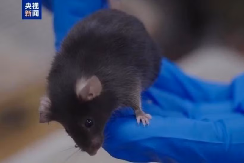 Một trong 4 "phi hành gia" chuột bay vào vũ trụ đêm 31/10. Ảnh: CCTV.