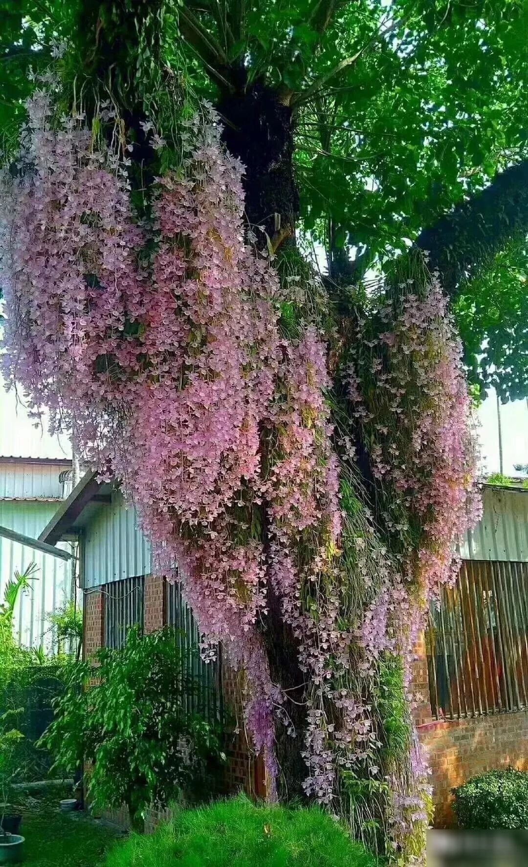 Khi nở rộ, những chùm hoa lan hạc vĩ rủ xuống thành từng dải mềm mại, tựa như thác nước hoa lộng lẫy, khiến không gian bình dị cũng trở nên kỳ ảo.