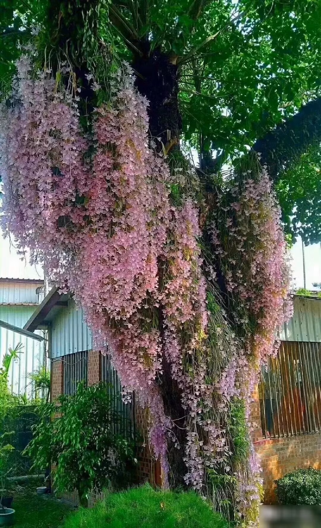 Khi nở rộ, những chùm hoa lan hạc vĩ rủ xuống thành từng dải mềm mại, tựa như thác nước hoa lộng lẫy, khiến không gian bình dị cũng trở nên kỳ ảo.