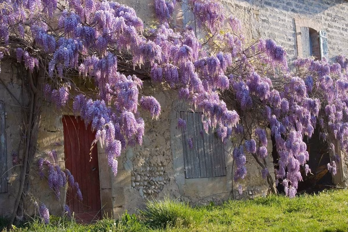 Trong phong thủy, tử đằng là hiện thân của ngôi sao may mắn, mang theo sự khởi đầu thuận lợi, may mắn nối tiếp nhau. Cây cũng biểu trưng cho sự trường thọ, bền vững và hưng vượng lâu dài.