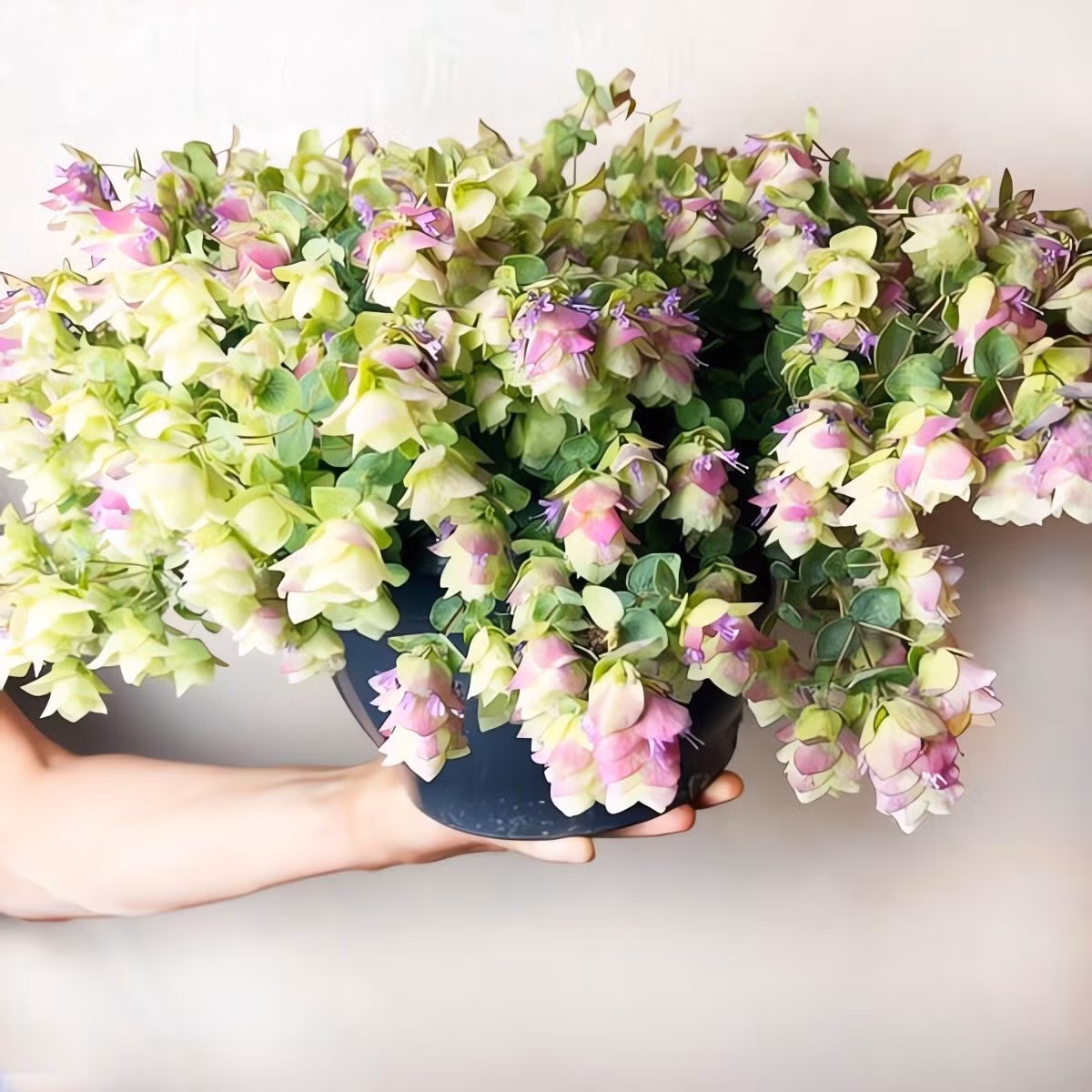 Cây dễ trồng, chịu được nắng, lạnh tới -10°C, thích hợp làm cây treo, hoa cắt cành hoặc viền trang trí. Chỉ cần đất tơi xốp, thoát nước tốt và tưới vừa đủ.