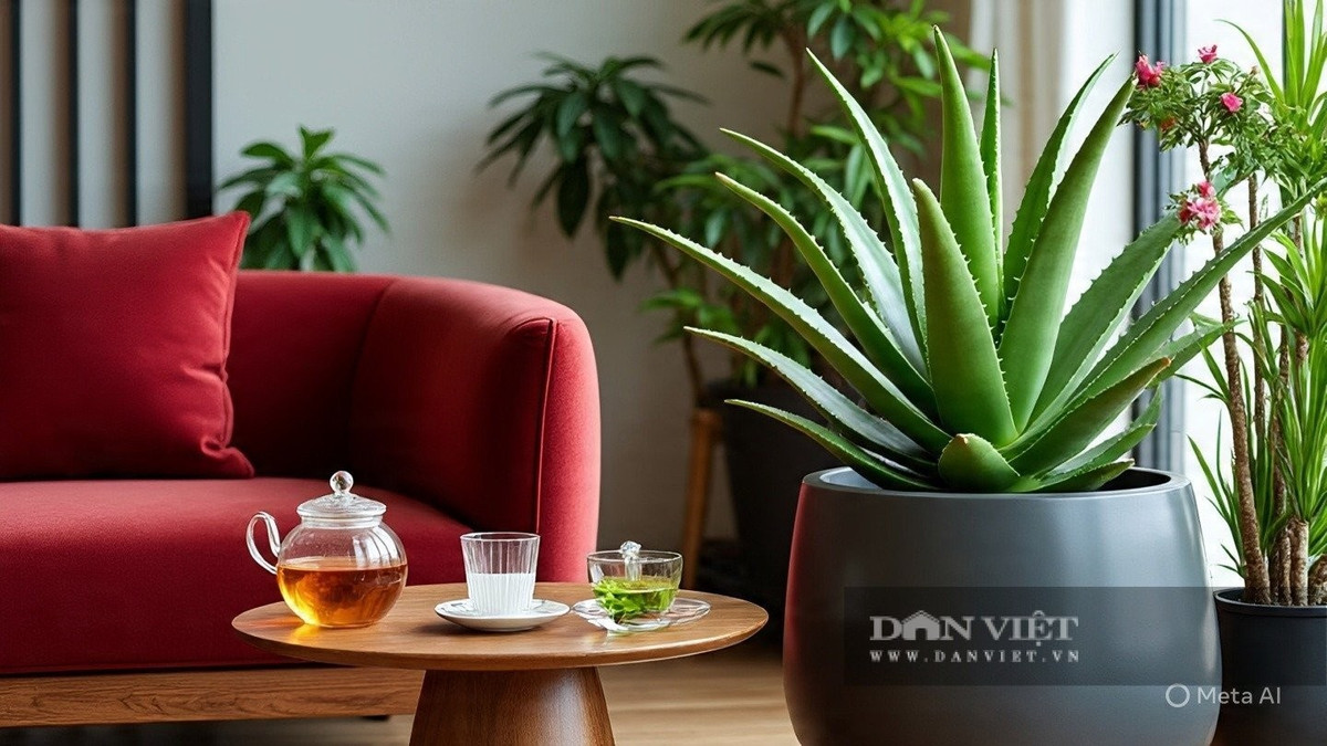 1. Nha đam (lô hội): “Bộ sơ cứu” xanh mát trong nhà. Lá nha đam chứa vitamin, axit amin, enzyme có lợi cho tiêu hóa, giải độc, làm đẹp da và phục hồi các vết bỏng, trầy xước nhỏ.