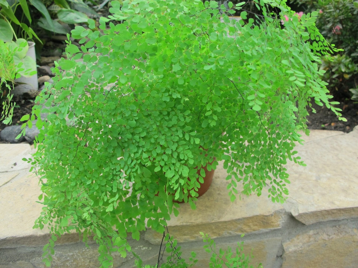 Quê hương ở khắp nơi trên thế giới. Chi Adiantum có hơn 200 loài, phân bố khắp các khu rừng nhiệt đới từ Nam Mỹ, Châu Phi đến Úc và New Zealand. Ở Nga, chúng chỉ dùng để trang trí.