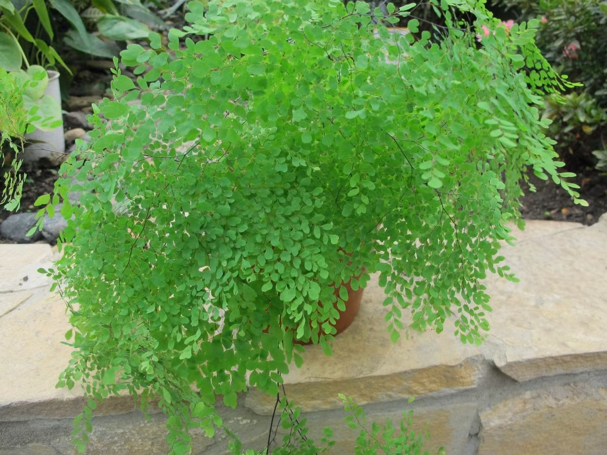 Quê hương ở khắp nơi trên thế giới. Chi Adiantum có hơn 200 loài, phân bố khắp các khu rừng nhiệt đới từ Nam Mỹ, Châu Phi đến Úc và New Zealand. Ở Nga, chúng chỉ dùng để trang trí.