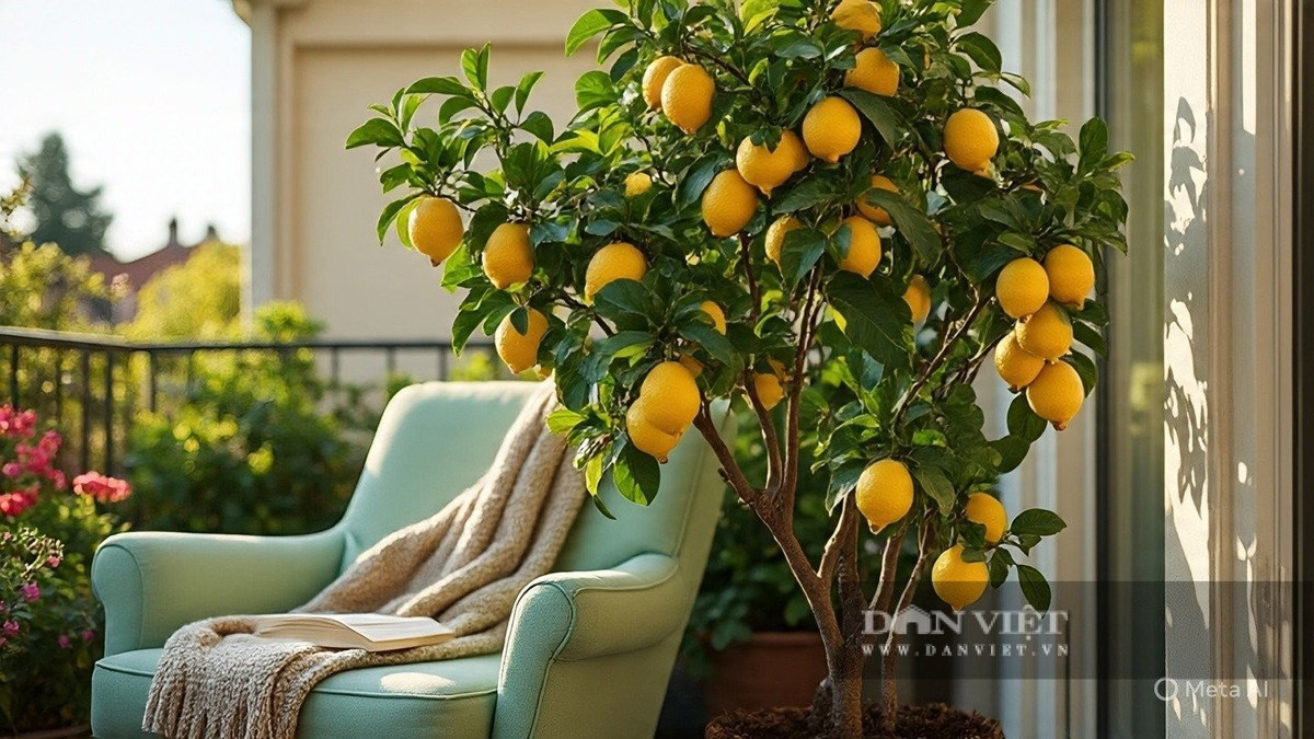 View - Trồng cây chanh trong nhà đúng vị trí hút lộc, tài lộc ùn ùn đến | Báo Tri thức và Cuộc sống - TIN TỨC PHỔ BIẾN KIẾN THỨC 24H