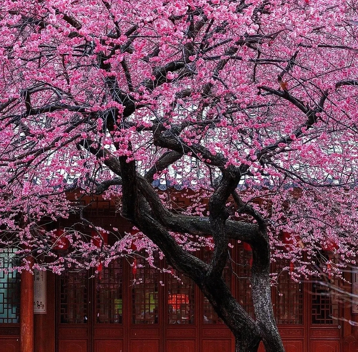 Người xưa tin rằng trồng cây mơ trong sân là trồng “báu vật giữ nhà”. Cây giúp xua đuổi khí xấu, mang đến bình an, đồng thời nhắc nhở con cháu luôn sống kiên định và bền lòng như chính nó.