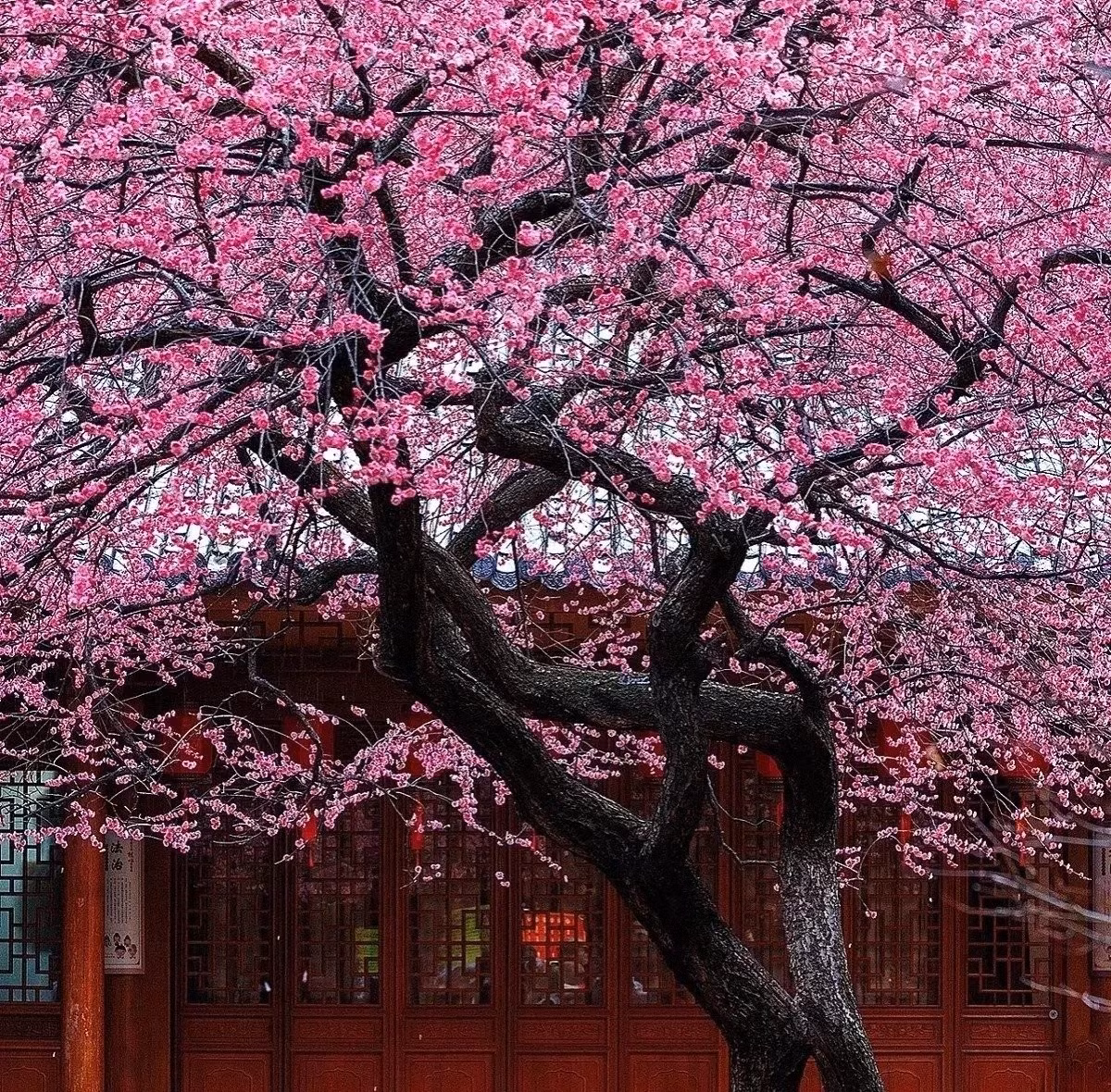 Người xưa tin rằng trồng cây mơ trong sân là trồng “báu vật giữ nhà”. Cây giúp xua đuổi khí xấu, mang đến bình an, đồng thời nhắc nhở con cháu luôn sống kiên định và bền lòng như chính nó.