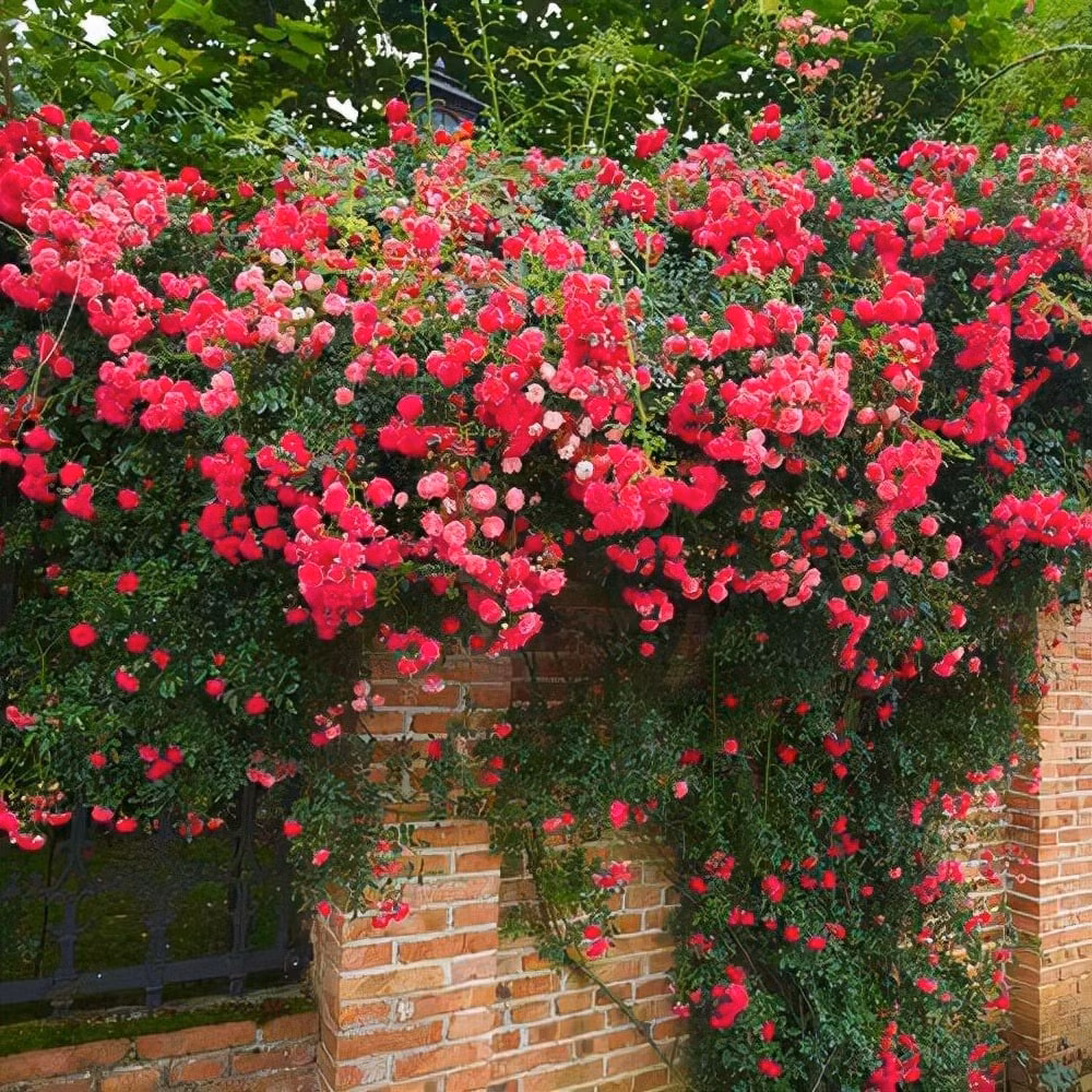 Về phong thủy, gai hoa hồng giúp trấn trạch, xua đuổi tà khí. Mùi hương thu hút năng lượng tốt, mang lại sự thịnh vượng, hài hòa trong gia đình.