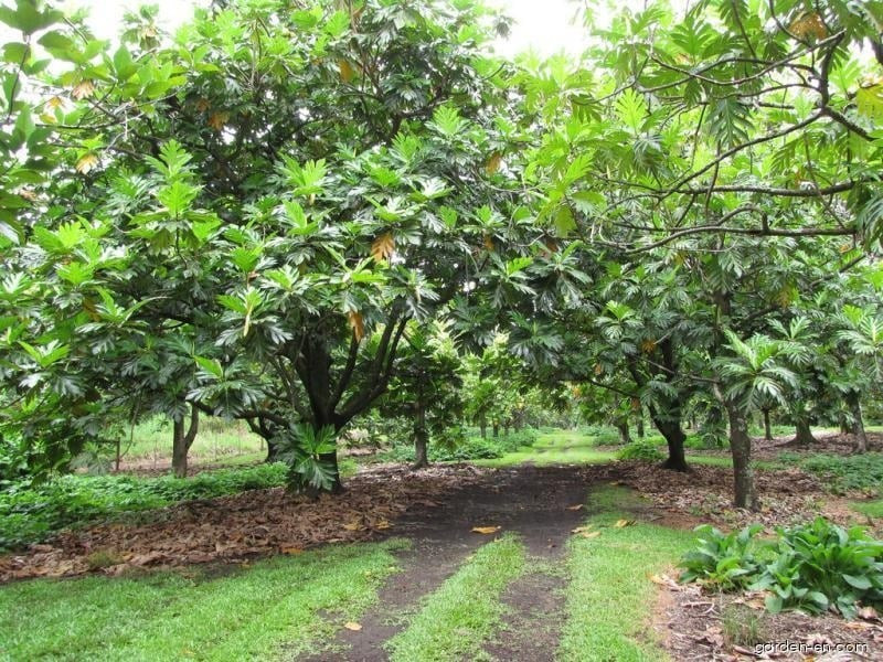 Cây bánh mì thuộc họ Dâu tằm (Moraceae), có vóc dáng cao lớn, tán cân đối, lá rộng, vừa là cây cảnh phong thủy vừa là cây ăn quả đa năng.