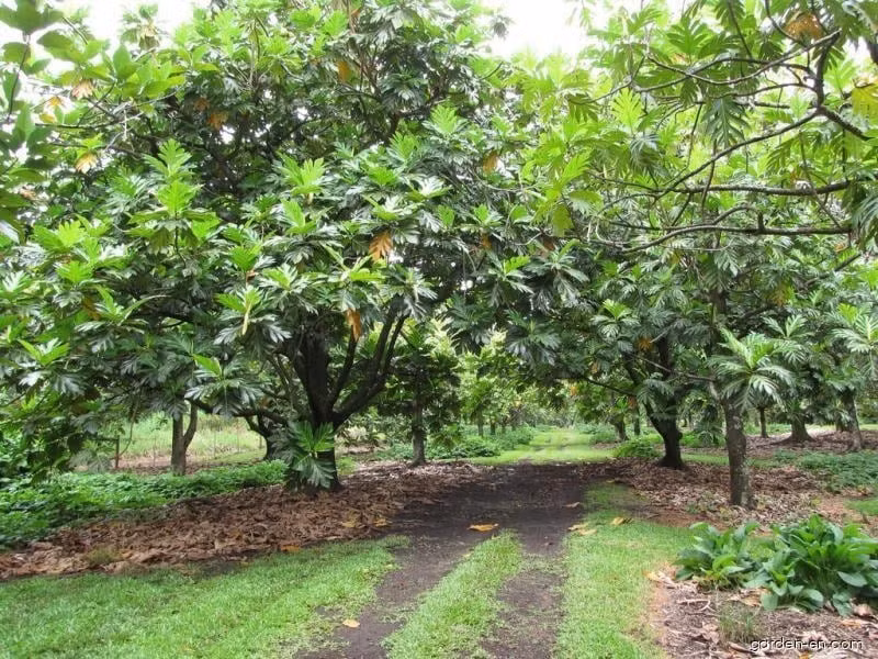 Cây bánh mì thuộc họ Dâu tằm (Moraceae), có vóc dáng cao lớn, tán cân đối, lá rộng, vừa là cây cảnh phong thủy vừa là cây ăn quả đa năng.
