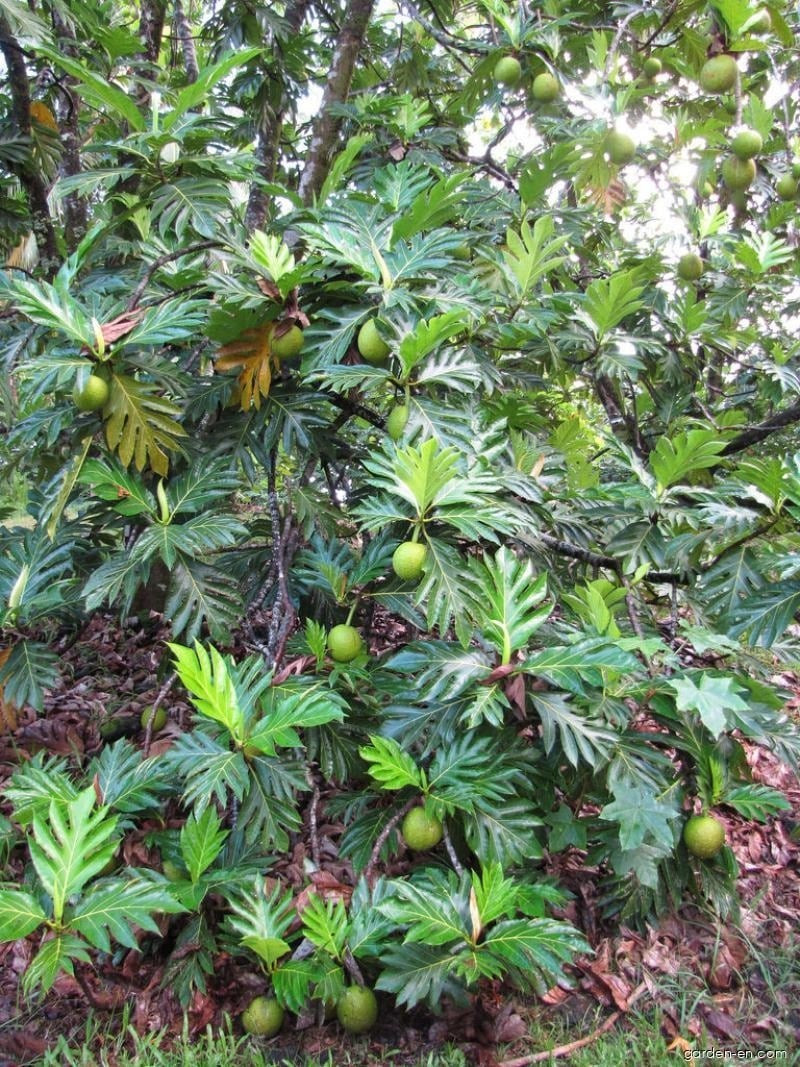 Quả giàu carbohydrate, vitamin, khoáng chất, không chứa gluten, chỉ số đường huyết thấp; có thể chế biến thành bột mì không gluten.