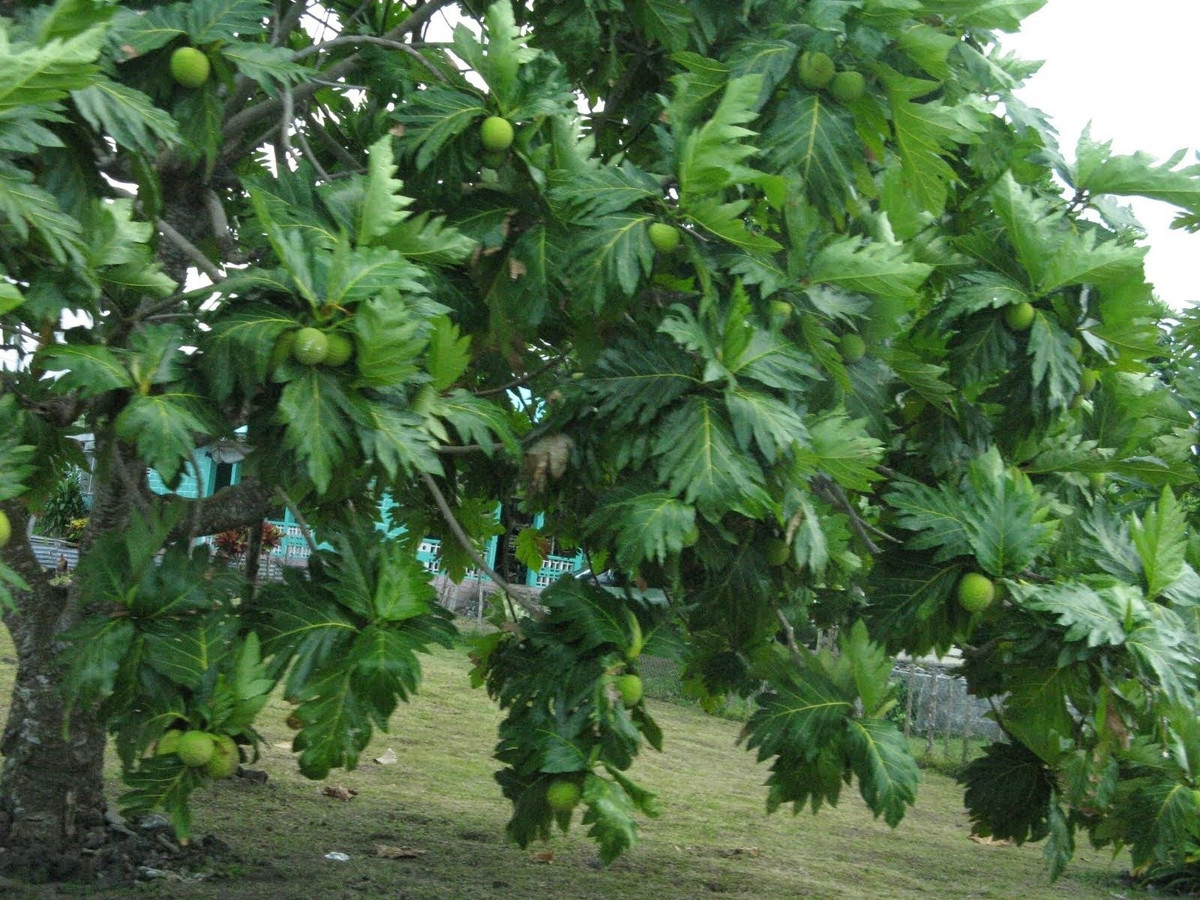 Trong tự nhiên, cây có thể cao tới 15m, nhưng khi trồng làm cảnh thường cắt tỉa giữ ở mức 1,5–3m để phù hợp không gian sống.