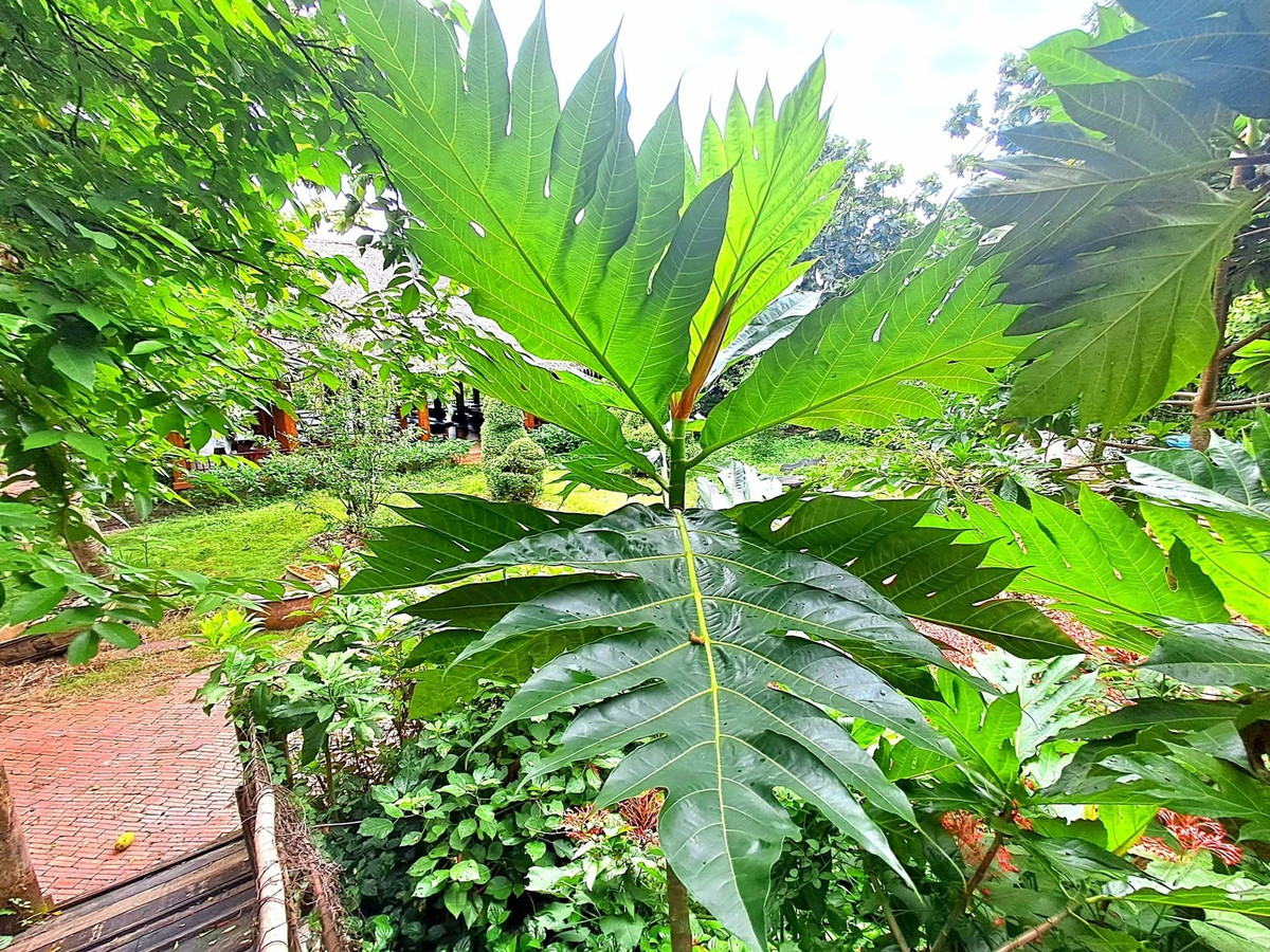 Có hai loại: sa kê không hạt phổ biến và sa kê hoang dã có hạt; cùi giàu tinh bột, hạt có thể luộc hoặc rang ăn bùi thơm.