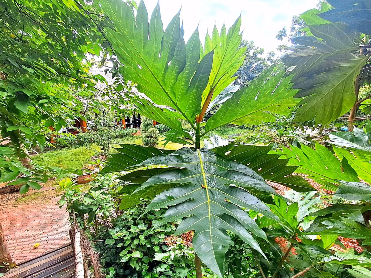 Có hai loại: sa kê không hạt phổ biến và sa kê hoang dã có hạt; cùi giàu tinh bột, hạt có thể luộc hoặc rang ăn bùi thơm.