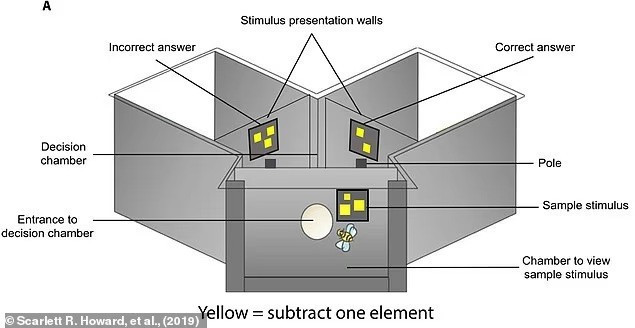 Các nhà khoa học cho rằng chúng ta có thể học cách giao tiếp với người ngoài hành tinh bằng cách nghiên cứu những khái niệm mà chúng ta chia sẻ với loài ong mật.