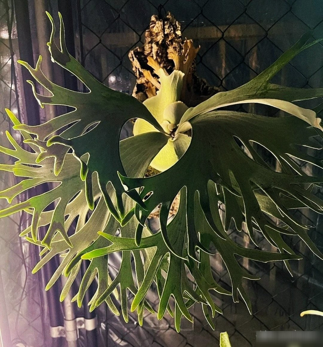 Khi trồng, cây ưa ánh sáng khuếch tán, thích ẩm ướt, ấm áp (20–25°C) và cần bón phân hữu cơ thường xuyên. Dễ chăm sóc, chỉ cần cắt bỏ lá già, giữ đất thoáng khí.