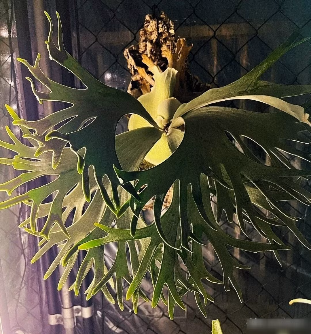 Khi trồng, cây ưa ánh sáng khuếch tán, thích ẩm ướt, ấm áp (20–25°C) và cần bón phân hữu cơ thường xuyên. Dễ chăm sóc, chỉ cần cắt bỏ lá già, giữ đất thoáng khí.