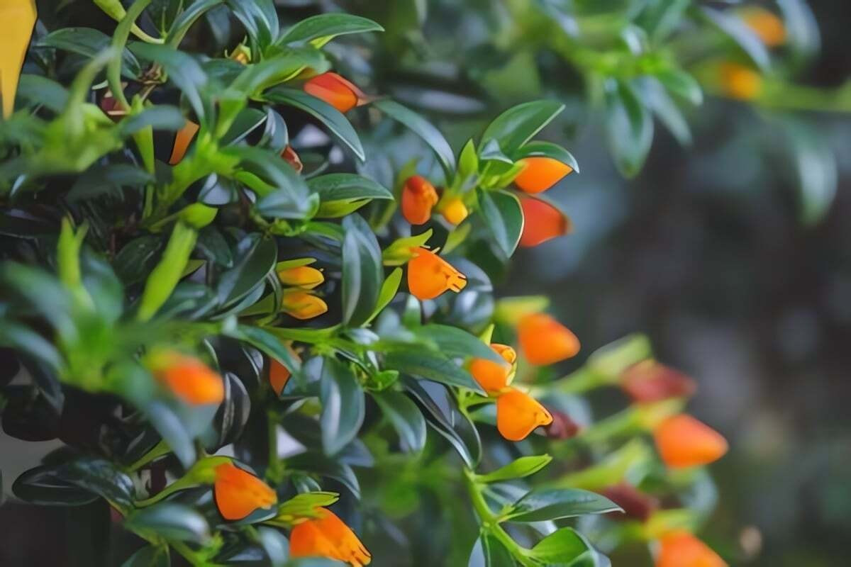 Thay thế hoàn hảo cho cây lan chi quen thuộc: Cây lan chi được ưa chuộng vì khả năng thanh lọc không khí, nhưng đôi khi dễ gây nhàm chán vì lá nhỏ, bụi rậm. Nếu bạn tìm một loại cây dễ chăm, đẹp mắt hơn, cây cá vàng chính là lựa chọn tuyệt vời.