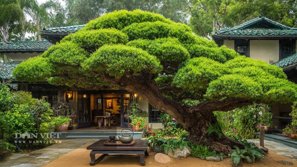 1. Tùng La Hán – “Thần hộ mệnh” giữ lộc trong sân: Tùng La Hán gây ấn tượng bởi dáng thế uy nghi, cành vươn mạnh mẽ như một vị trưởng lão trầm mặc giữa sân nhà. Lá xanh thẫm óng ả quanh năm, chồi non bật lên mỗi độ xuân về, mang đến cảm giác sinh sôi và tràn đầy sức sống.